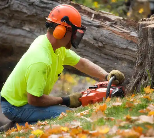 tree services Spring Lake Park